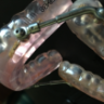 Bracesluvr