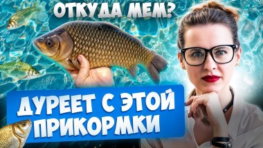Откуда мем: карась дуреет с этой прикормки