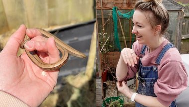 I Got Pooped on By A Legless Lizard! And Other Garden Related Things!