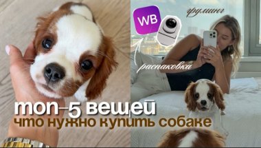 Собака начала грызть всё подряд — вот что я заказала на WB и как спасла квартиру