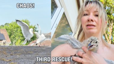 Seagull Drama! Third Time Rescuing Baby Seagull!