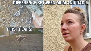 Baby Seagulls First Flaps! & Difference Between Mum And Dad Gulls...