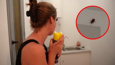 WE HEBBEN EEN KAKKERLAK IN HUIS... (chaos)
