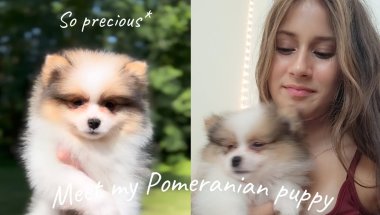 Getting surprised with a new puppy | Meet our Pomeranian puppy