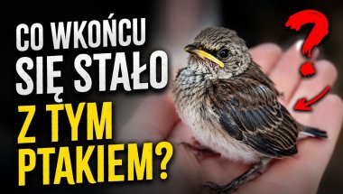 A jak by ty postąpiłeś na moim miejscu?