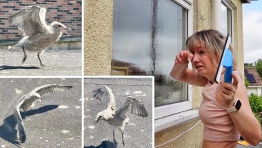 My Baby Seagull Flaps Her Heart Out! & Has Beef With Other Birds! So Funny!