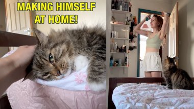 FREE Cat Officially Moves Himself In! He Won't Leave!