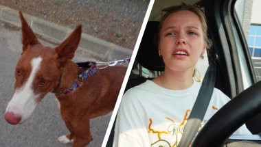 WE HEBBEN EEN HOND & IK GEEF HAAR RIJLES
