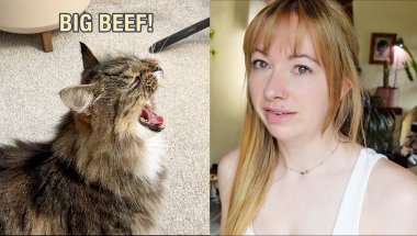 FREE Cat Has Major Beef With Baby Gull & His Sister!