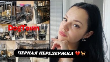 МОСКОВСКИЕ БЛОГЕРЫ И ИХ ЖИВОТНЫЕ | что случилось ? собак обижали и унижали