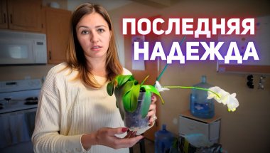 ЦВЕТЫ, РЕЦЕПТ, ДОСУГ!!!