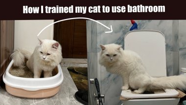 How I trained my cat to use washroom 💕 #cattraining #cat #ladakhivloger