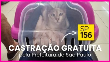 VlogDay da castração gratuita da Vitória, não é tudo de graça, portal 156 da prefeitura de São Paulo