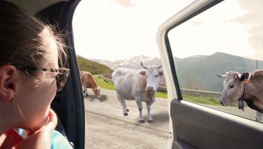 ER STAAN KOEIEN OP DE WEG (eng) #2