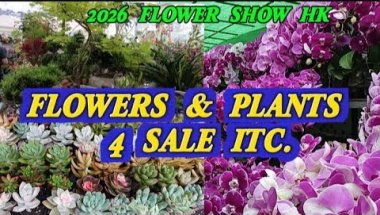 FLOWERS & PLANTS FOR SALE AND ETC.@irenecerillochannel6263