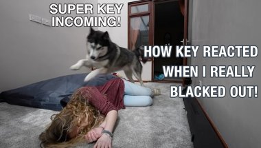 Times I’m Blacked Out & How My Husky REALLY Reacted!